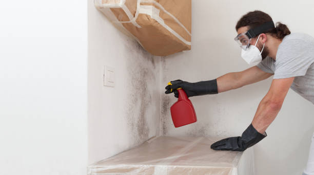 Professional Basement Mold Removal technician working in Lake Worth Beach, FL